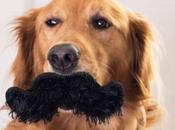Dashing Debonair Dogs With Moustaches