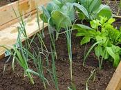 Love Polytunnel