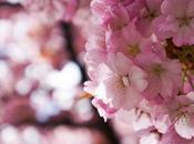 Cherry Blossoms Solo Travel