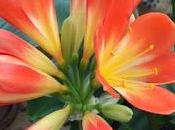 Clivia