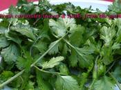 Fresh Chard Coriander Leaves from Garden Made into Lovely Dinner!