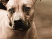 #AlanTobin "delighted" About #breed Specific #restrictions #dog Park, #Ireland