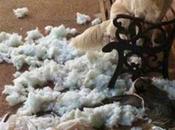 Dogs Have Something Tell