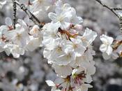 Michelle: Guilty Pleasures