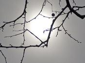 Friday Fotos: Branching