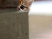 Super Sneaky Peeking Cats