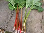 Harvesting Rhubarb Recipe