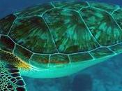 Lets Learn About Green Turtles.