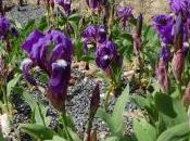Iris Aphylla