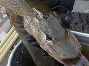 Colorado Parks Wildlife Targets Illegally Stocked Pike Green Mountain Reservoir with Bounty Anglers Summit County Citizens Voice