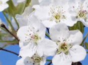 Flowering Dogwood Fragrance