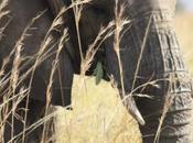 DAILY PHOTO: Tusker Tall Grass