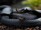 Black Mamba Consider Most Deadly Snake World.