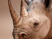 Rhinoceroses Largest Land Mammals After Elephant.