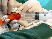 Family’s Beloved Goldfish with Tumor Makes 120-mile Trip Undergo ‘nemo-therapy’.