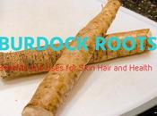 Burdock Roots Benefits Uses Skin Hair Health