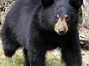 AZGFD.gov Game Fish Officers Euthanize Bear That Clawed Camper