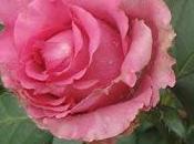 Flowers That Will Wilt Lasting Long Possible Monsanto Patenting