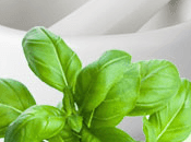 Fresh Basil Fragrance