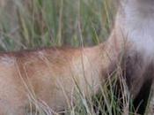 Experts Prepare Welcome Black-footed Ferrets Back Wyoming