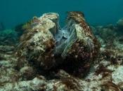 Guardian View Great Barrier Reef: Crisis They Prefer Downplay Opinion