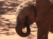 DAILY PHOTO: Baby Elephants Lilayi Elephant Nursery