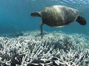 Great Barrier Reef Subtle Power ‘psychological Distance’