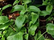 Boosting Stock Comfrey