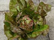 Harvest Monday 13th June 2016