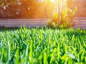 Simple Steps Healthy Lawn