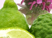 Gingered Bergamot Fragrance