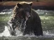 Trophy Hunting Grizzly Bears Continue British Columbia Globe Mail