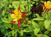 Mark's Plot Does Flowers