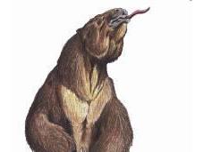 Extinction Synergy: Deadly Combination Human Hunting Climate Change Wrote Patagonian Giants