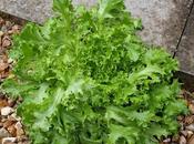 Harvest Monday 20th June 2016