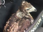 Good Morning Monday News: Washington State Troopers Help Rescue Baby Eagle I-405 Freeway