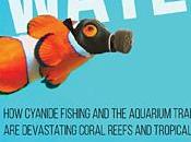U.S. Trade Imports Million Tropical Fish Captured Using Cyanide Each Year