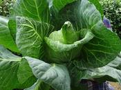 Updating Cabbage Picture