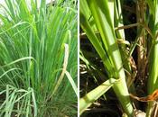 Growing Lemongrass