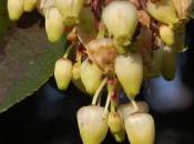 Plant Week: Arbutus Unedo