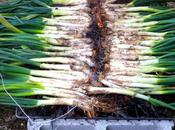 Calcotada: Catalonia Gastronomical Event