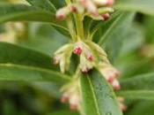 Plant Week: Sarcococca Hookeriana