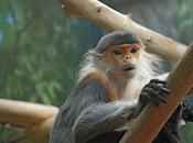 Most Endangered Primates Planet