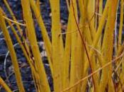 Plant Week: Salix Alba ‘Vitellina’