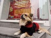 “Sit, Stay”... China's Most Loyal Waits While Owner Works