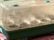 Sowing Seeds-indoors Outdoors