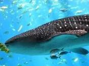 Featured Animal: Whale Shark