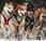 Dogs Iditarod