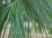 Plant Week: Pinus Ayacahuite