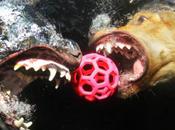 Photographer Captures Dogs Play... Underwater!